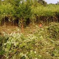 خرید فروش چوبهای تو باغی