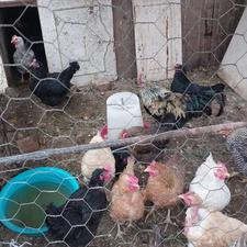 مرغ محلی گوشتی و تخم گذار سنتی