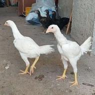 جوجه لاری اصیل