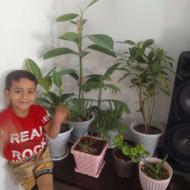 دفتر پرستاری پایتخت