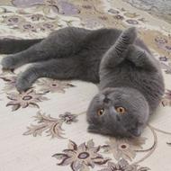 گربه اسکاتیش نر