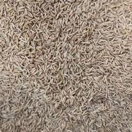 بذر شیرودی درجه یک