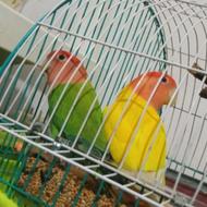 دو جفت طوطی برزیلی