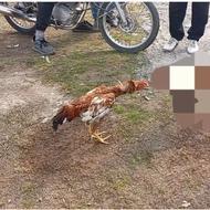 خروس لاری ابرش