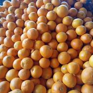 عرضه پرتقال وانتی