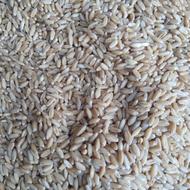 گندم وران درجه یک بوجاری شده و یکنواخت