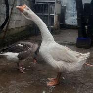 قو غاز اصیل نر درشت