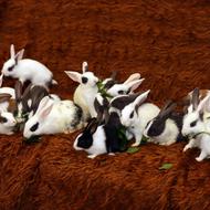 چهل تا بچه خرگوش ناز و خونگی