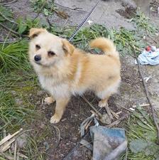 سگ پاکوتاه باهوش