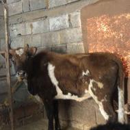 تلم چهار ساله