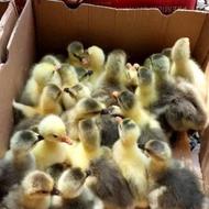 جوجه غاز چهار پنج‌ روزه و سیزده روزه