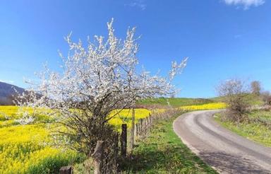 زمین زراعی رویایی5000مترنازلترین قیمت منطقه توریستی الندان