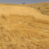 گندم پر مغز