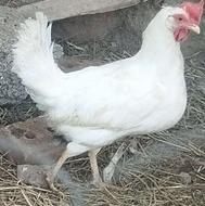 مرغ تخم گذار چاق