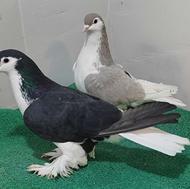 کبوتر لاهور