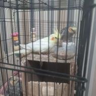 یک جفت عروس هلندی مولد