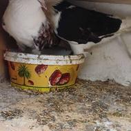 کبوتر تکپر دوبال ساعت بالا