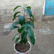 فروش نهال پرتقال زیبا