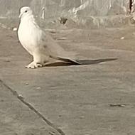 کبوتر تکپر شازده هما و خال پیس تهرانی