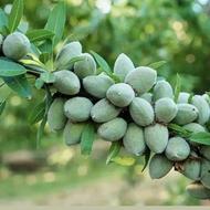 انواع نهال های پیوندی