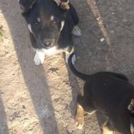 سگ ژرمن شپرد ورک لاین نگهبان و باهوش واگذار