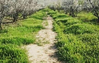 باغ شهری و گوده انجیر با آب چاه استهبان