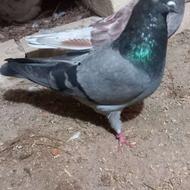 یه جفت با جوجه