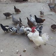 تخم مرغ نطفه دار گلین