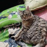 واگذاری گربه خونگی