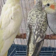 عروس هلندی 5 عدد