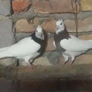 سه عدد کبوتر به شرط