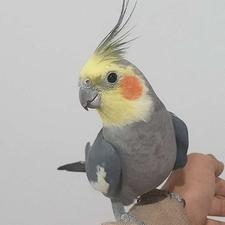 دو طوطی هلندی با قفس