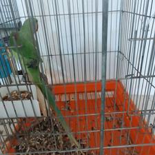 شاه طوطی یک ساله