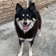 سگ هاسکی نر باهوش واگذاری