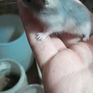 همستر کمپل دستی