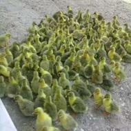 جوجه غاز و قوغاز دورگه محلی اصل در سقز