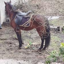 اسب کرد مادیان.