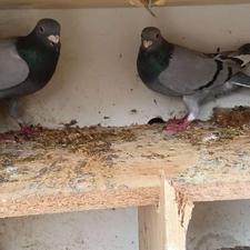 کبوتر مسافتی،المانی