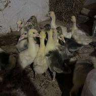 جوجه غاز دورگه