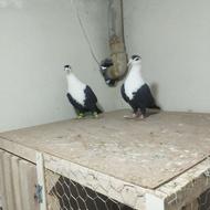 نر و ماده کربلایی سیاه واکسی جوان هوایی