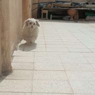 سگ ماده شیتزو ابستن جف خورده یک تمن