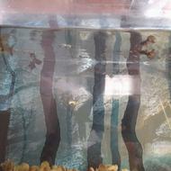 ماهی گوپی فروشی