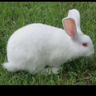 خریدارخرگوش نر