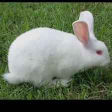 خریدارخرگوش نر