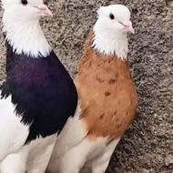 کبوتر تزمینی طاق نداریم