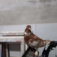 کبوتر فروشی