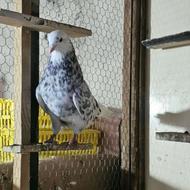 فروش کبوتر پرشی