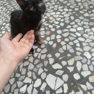 گربه نژاد دار نبلانگ