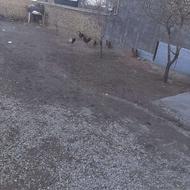 خروس محلی دو عدد