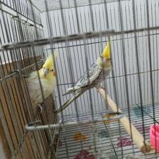 عروس هلندی جفت